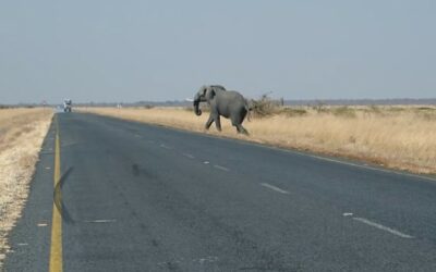 ¿QUÉ SUCEDE CUANDO UN ANIMAL OCASIONA DAÑOS A SU VEHÍCULO EN CARRETERA?